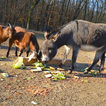 Vendégház Hoffer